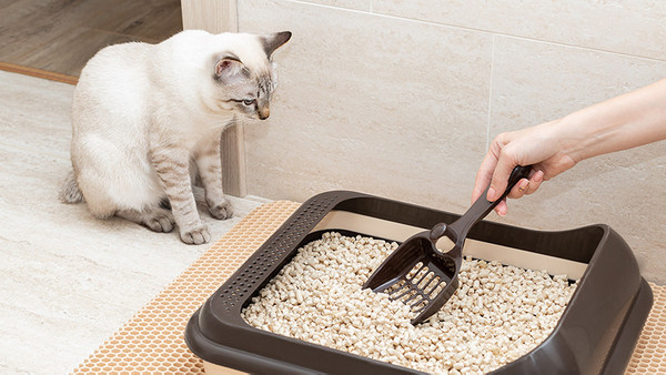 Huida Packing cat litter.jpg